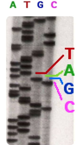 Sanger First Generation sequencing